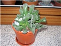 Adromischus